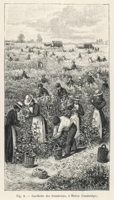 Framed Print : Raspberry Picking / 1901 Framed Print : Raspberry Picking / 1901