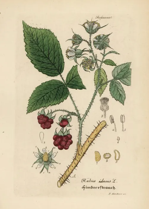 Framed Print : Raspberry, Rubus idaeus Framed Print : Raspberry, Rubus idaeus