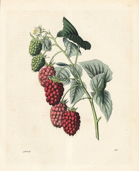 Raspberry, Rubus idaeus