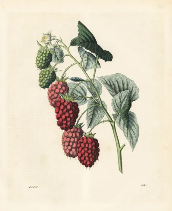Framed Print : Raspberry, Rubus idaeus Framed Print : Raspberry, Rubus idaeus