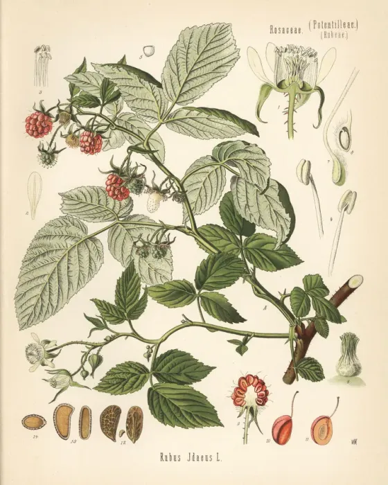 Framed Print : Raspberry, Rubus idaeus