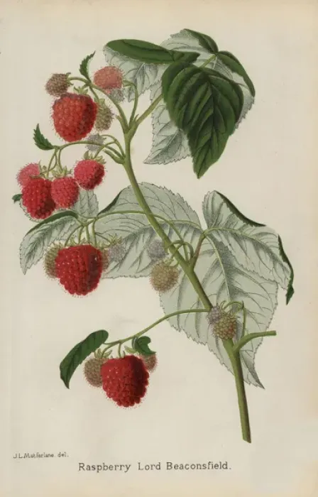 Framed Print : Raspberry variety, Lord Beaconsfield, Rubus idaeus
