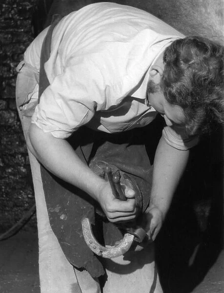 Rasping a Hoof. A farrier removing an old horseshoe. Date: 1960s