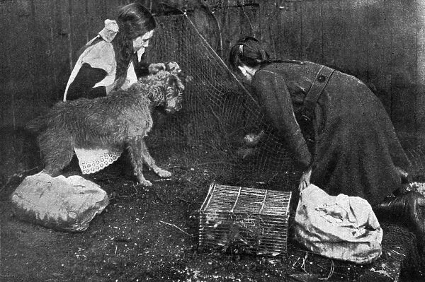 Rat catching on the home front during WWI