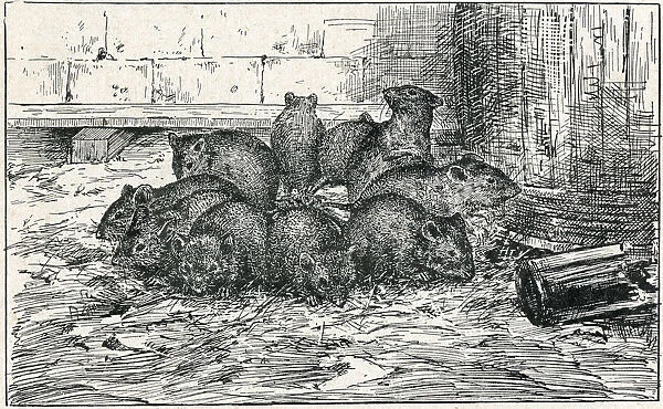RAT-CROWN (COUPIN)