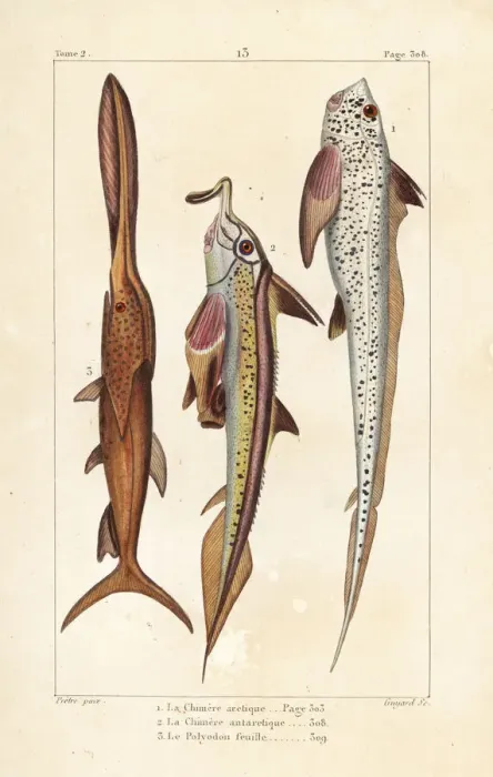 Framed Print : Rat fish, elephantfish and American paddlefish Framed Print : Rat fish, elephantfish and American paddlefish