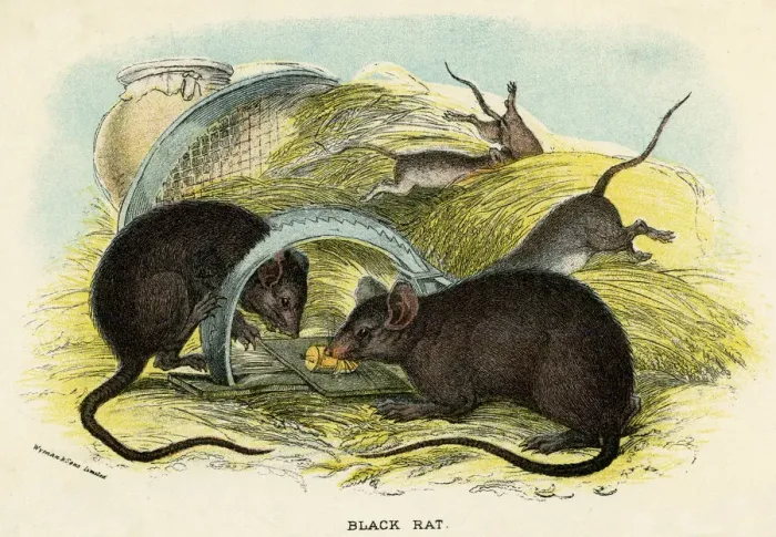 Framed Print : RATS & TRAP C1840 RATS & TRAP C1840 Framed Print : RATS & TRAP C1840 RATS & TRAP C1840