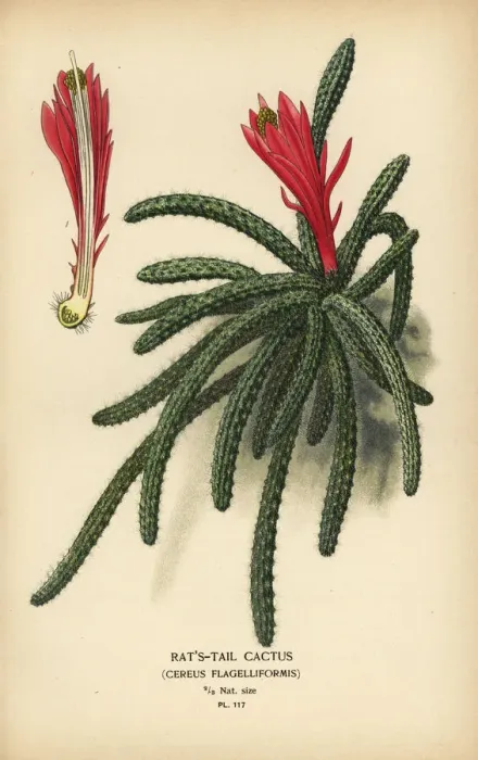 Framed Print : Rattail cactus, Disocactus flagelliformis Framed Print : Rattail cactus, Disocactus flagelliformis