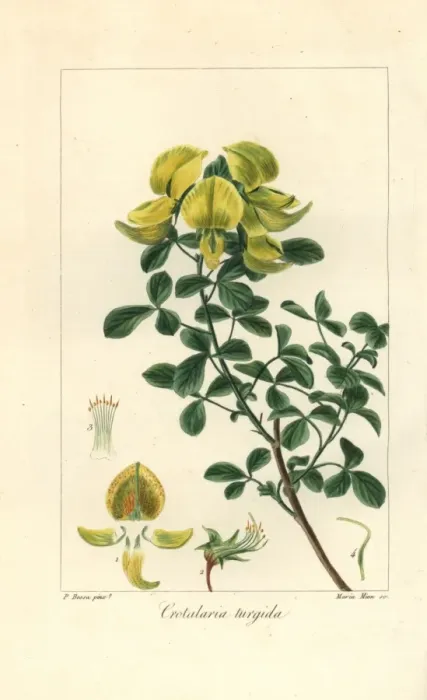 Framed Print : Rattlepod, Crotalaria turgida, native to Africa Framed Print : Rattlepod, Crotalaria turgida, native to Africa