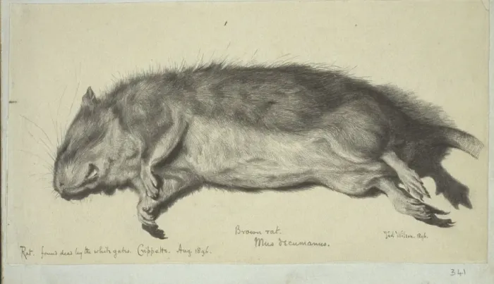Framed Print : Rattus norvegicus, brown rat Framed Print : Rattus norvegicus, brown rat