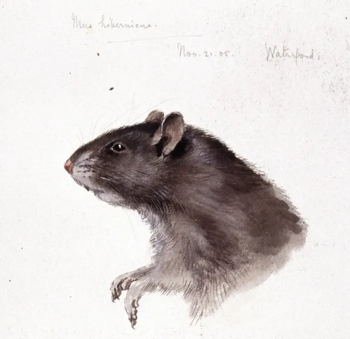 Framed Print : Rattus rattus, black rat