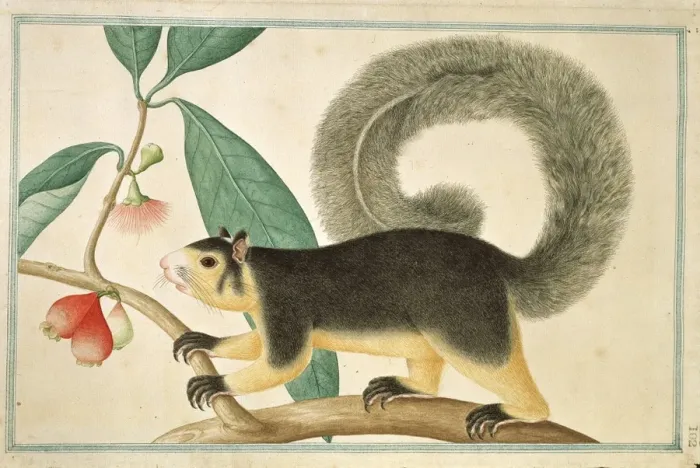 Framed Print : Ratufa macroura, grizzled giant squirrel Framed Print : Ratufa macroura, grizzled giant squirrel