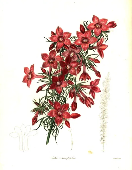 Framed Print : Raven-footed gilia, Gilia coronopifolia Framed Print : Raven-footed gilia, Gilia coronopifolia