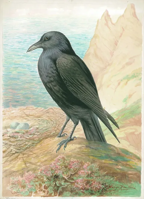 Framed Print : Raven by George Rankin Framed Print : Raven by George Rankin