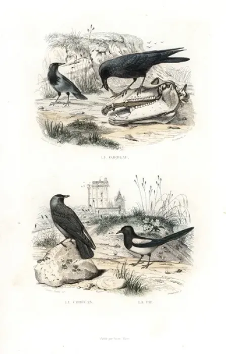 Framed Print : Raven, jackdaw and magpie Framed Print : Raven, jackdaw and magpie