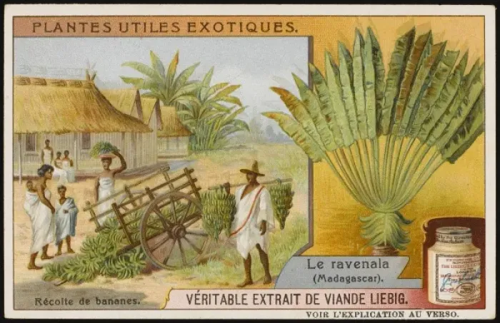 Framed Print : RAVENALA. Ravenala, or Travelers Tree, is cultivated in Madagascar for its water-retaining Framed Print : RAVENALA. Ravenala, or Travelers Tree, is cultivated in Madagascar for its water-retaining