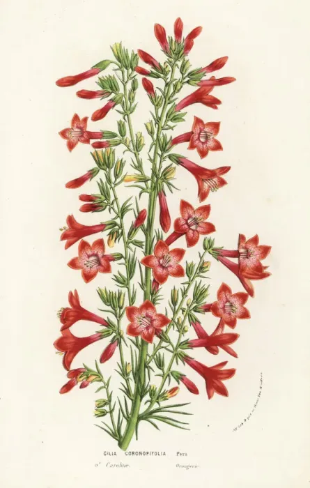 Framed Print : Ravenfooted gilia, Gilia coronopifolia Framed Print : Ravenfooted gilia, Gilia coronopifolia