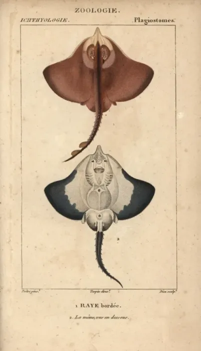 Framed Print : Ray species, Batoidea or Platyrhina? Framed Print : Ray species, Batoidea or Platyrhina?