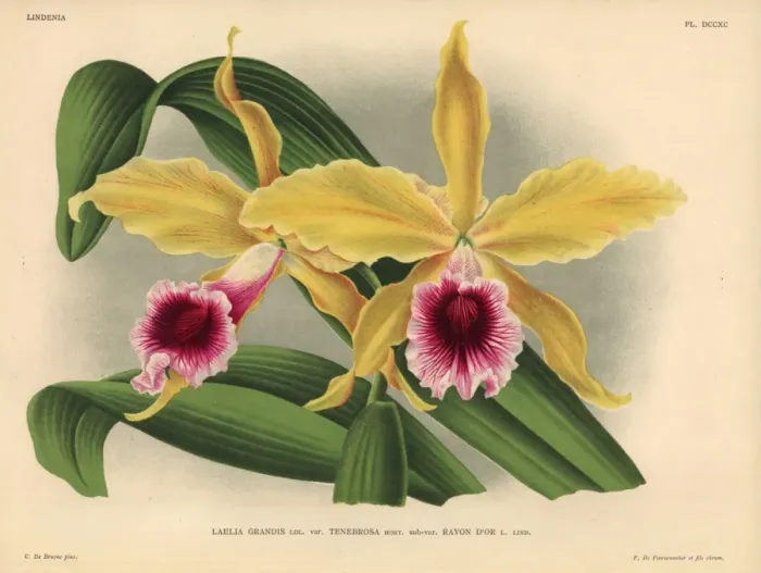 Framed Print : Rayon d or sub-variety of Laelia grandis tenebrosa orchid Framed Print : Rayon d or sub-variety of Laelia grandis tenebrosa orchid
