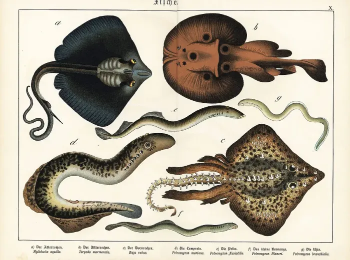 Framed Print : Rays and lampreys Framed Print : Rays and lampreys
