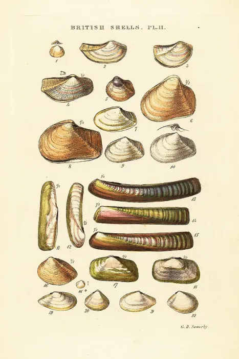 Framed Print : Razor shells, Solen marginata, Poromya granulata, etc Framed Print : Razor shells, Solen marginata, Poromya granulata, etc