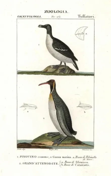 Framed Print : Razorbill, Alca torda, and emperor penguin Framed Print : Razorbill, Alca torda, and emperor penguin