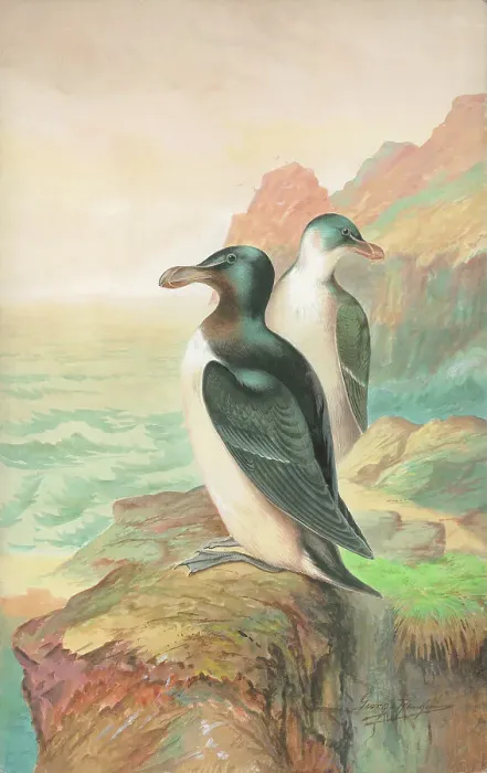 Framed Print : Razorbills Framed Print : Razorbills