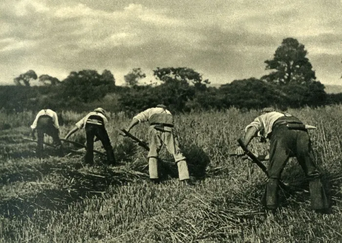 Framed Print : Reapers at work with scythes, Isle of Wight Framed Print : Reapers at work with scythes, Isle of Wight