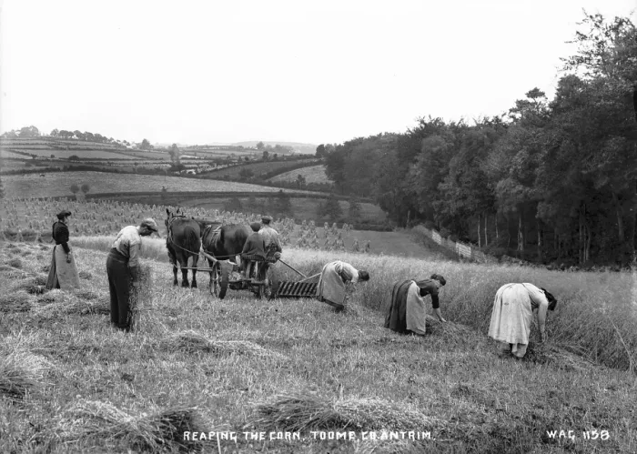 Framed Print : Reaping the Corn, Toome, Co. Antrim Framed Print : Reaping the Corn, Toome, Co. Antrim