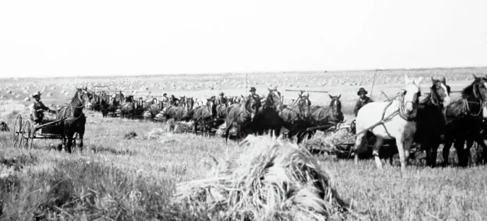 Framed Print : Reaping on the Prairies, Canada Framed Print : Reaping on the Prairies, Canada