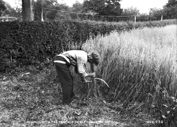 Framed Print : Reaping With the Toothed Sickle, Toome Co Antrim Framed Print : Reaping With the Toothed Sickle, Toome Co Antrim