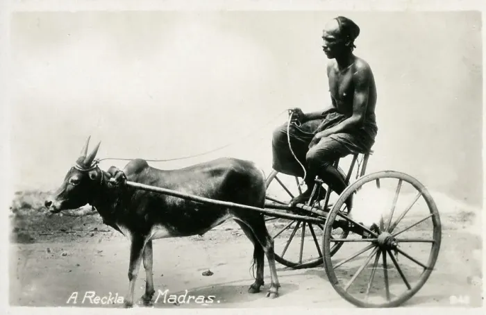 Framed Print : A Reckla animal cart pulled by a bullock, Madras, India Framed Print : A Reckla animal cart pulled by a bullock, Madras, India