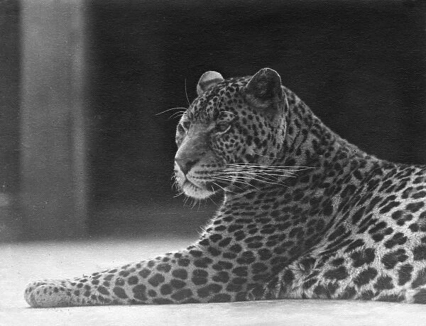 Reclining Leopard