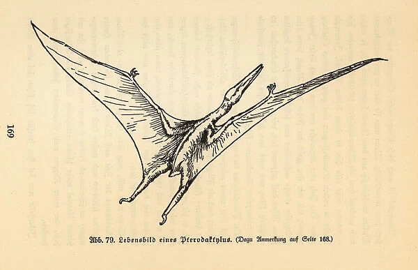 Reconstruction of an extinct Pterodactyl