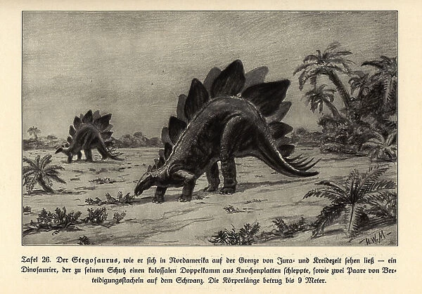 Reconstruction of an extinct Stegosaurus