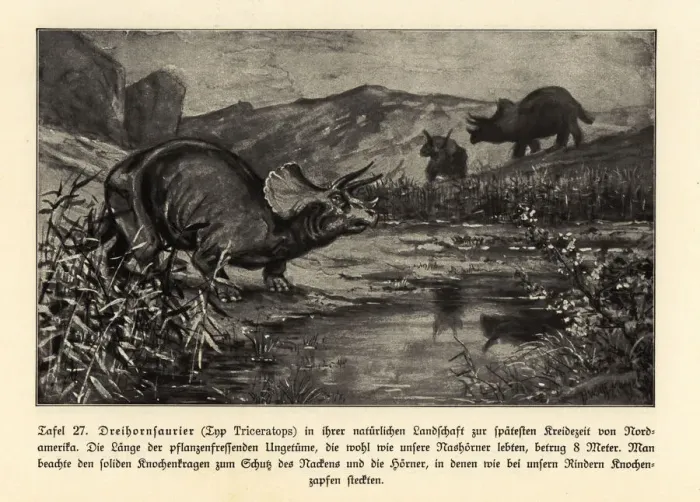 Framed Print : Reconstruction of an extinct Triceratops Framed Print : Reconstruction of an extinct Triceratops