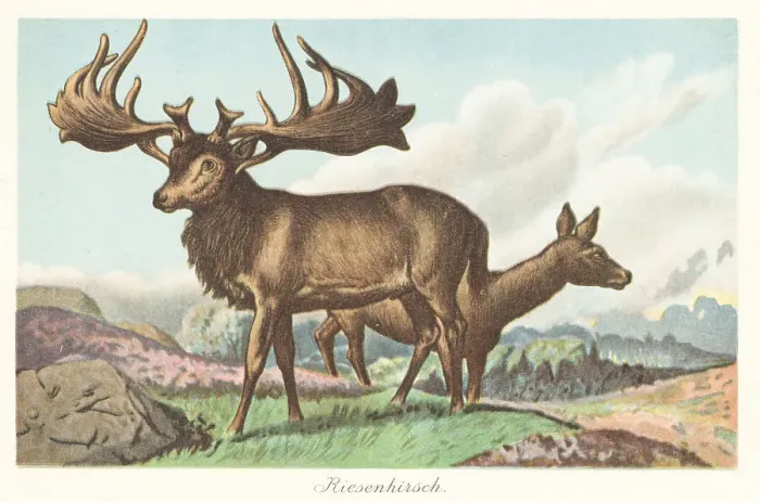 Framed Print : Reconstruction of the Irish elk, Megaloceros giganteus Framed Print : Reconstruction of the Irish elk, Megaloceros giganteus