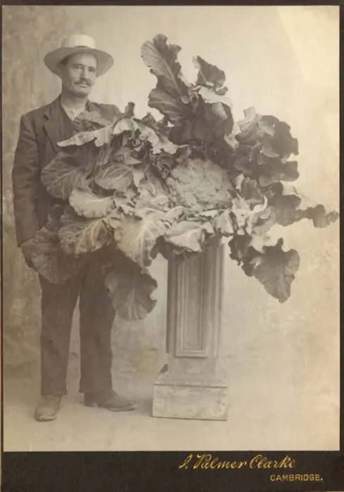 Framed Print : Record-breaking cauliflower Framed Print : Record-breaking cauliflower