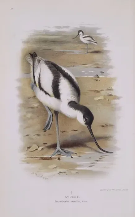 Framed Print : Recurvirostra avocetta, pied avocet Framed Print : Recurvirostra avocetta, pied avocet