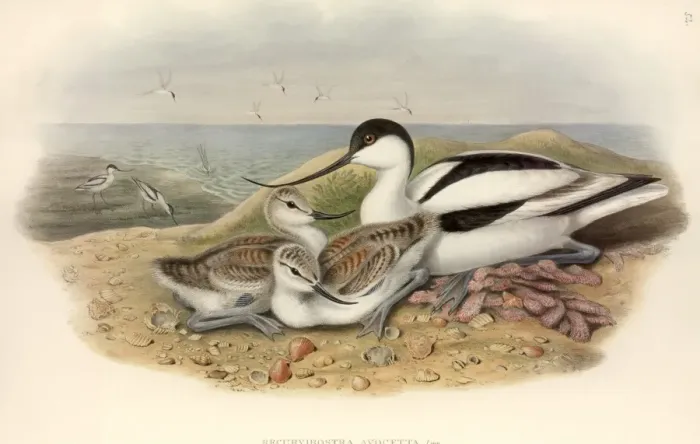 Framed Print : Recurvirostra avosetta, pied avocet Framed Print : Recurvirostra avosetta, pied avocet
