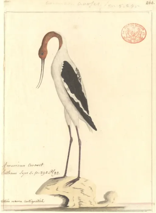 Framed Print : Recurvirostra novaehollandiae, red-necked avocet Framed Print : Recurvirostra novaehollandiae, red-necked avocet