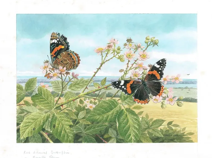 Framed Print : Red Admiral butterflies on bramble flowers Framed Print : Red Admiral butterflies on bramble flowers