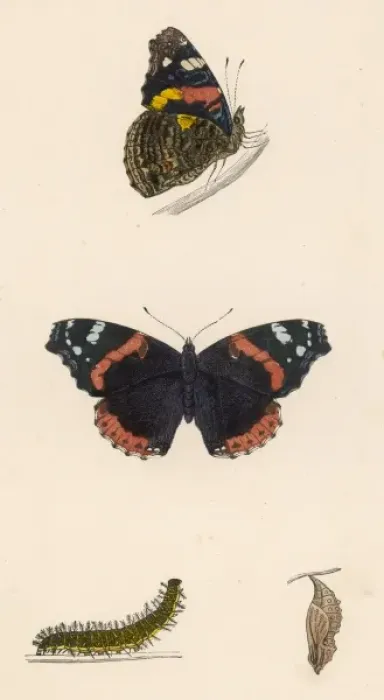 Framed Print : Red Admiral Butterfly Framed Print : Red Admiral Butterfly