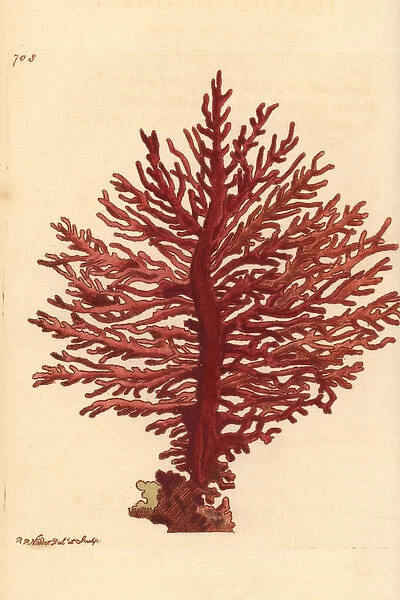 Red African gorgonian coral, Gorgonia pinnata