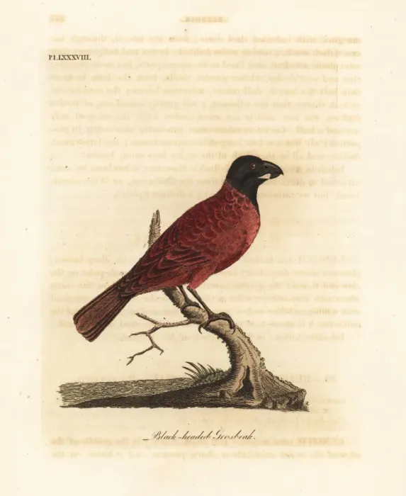 Framed Print : Red-and-black grosbeak, Periporphyrus erythromelas Framed Print : Red-and-black grosbeak, Periporphyrus erythromelas