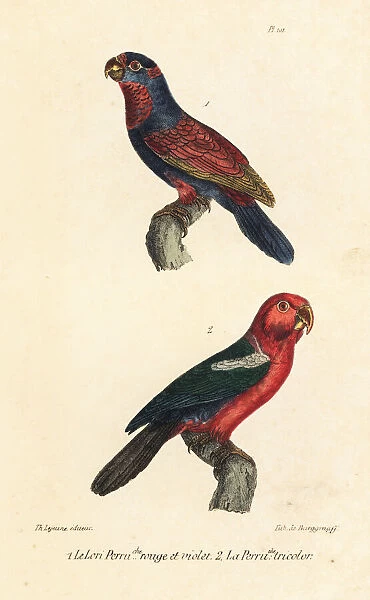 Red-and-blue lory (endangered) and Moluccan king parrot