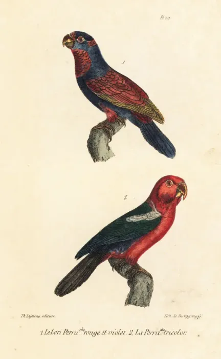 Framed Print : Red-and-blue lory (endangered) and Moluccan king parrot Framed Print : Red-and-blue lory (endangered) and Moluccan king parrot