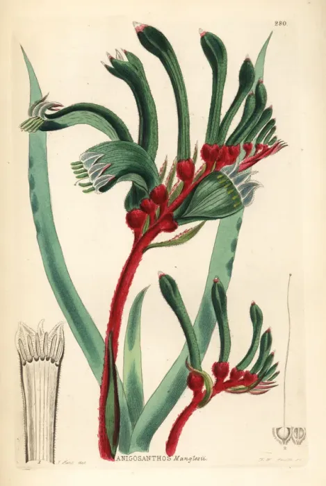 Framed Print : Red-and-green kangaroo paw, Anigozanthos manglesii Framed Print : Red-and-green kangaroo paw, Anigozanthos manglesii