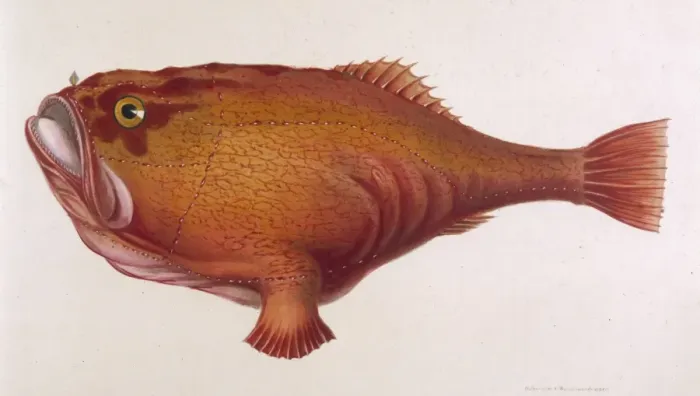 Framed Print : Red Angler Fish / 1849 Framed Print : Red Angler Fish / 1849