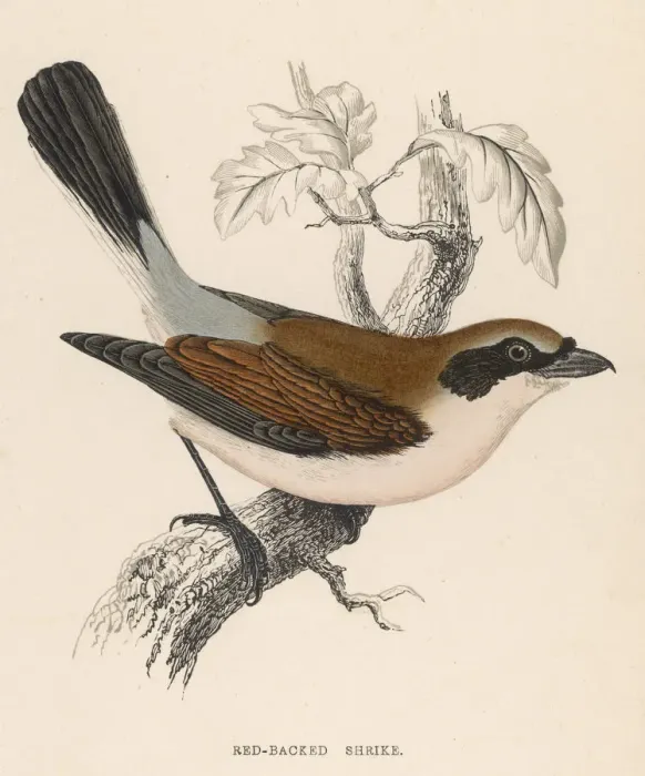 Framed Print : Red-Backed Shrike Framed Print : Red-Backed Shrike
